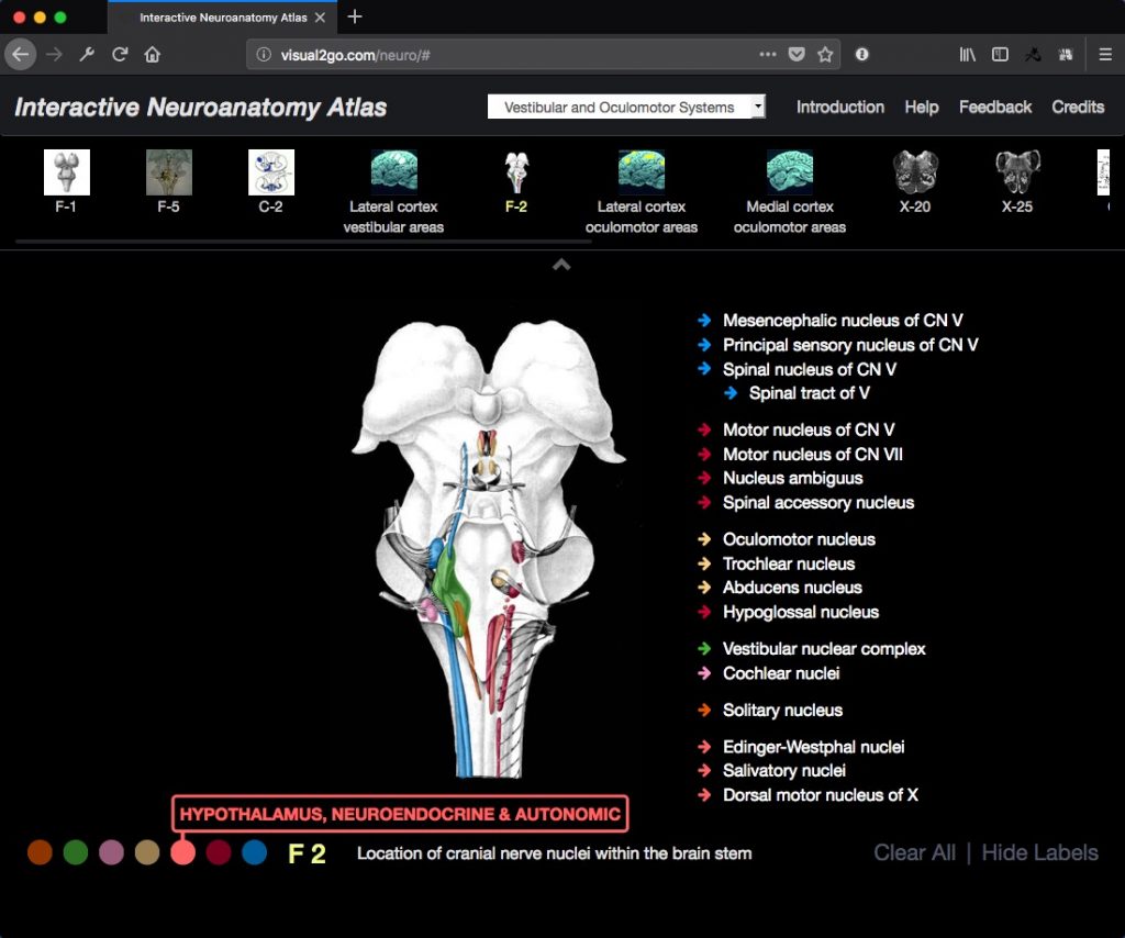 Atlas of Neuroanatomy Visual Interactive Studios